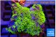Pachyclavularia neon green 9-14 cm WYSIWYG acclimaté