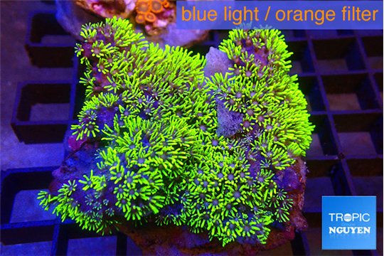 Pachyclavularia neon green 9-14 cm WYSIWYG acclimaté