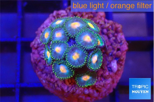 Zoanthus rainbow 2-3 cm WYSIWYG acclimaté