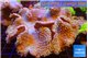 Sarcophyton long polyps 10-16 cm WYSIWYG acclimaté
