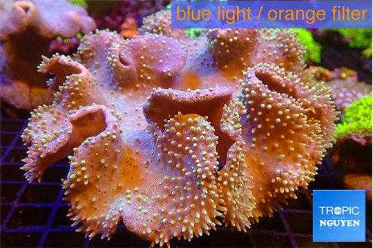 Sarcophyton long polyps 10-16 cm WYSIWYG acclimaté
