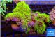 Pachyclavularia neon green 9-14 cm WYSIWYG acclimaté