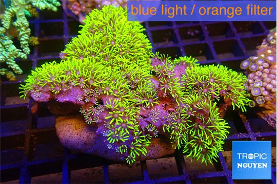 Pachyclavularia neon green 9-14 cm WYSIWYG acclimaté