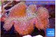 Sarcophyton long polyps 10-16 cm WYSIWYG acclimaté
