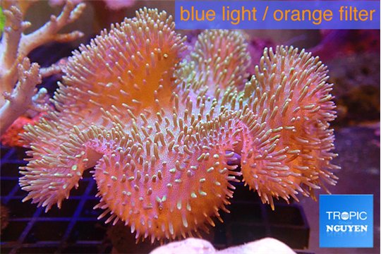 Sarcophyton long polyps 10-16 cm WYSIWYG acclimaté