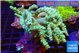 Capnella greeny 7-12 cm WYSIWYG acclimaté
