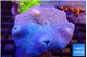 Sarcophyton long polyps 8-14 cm WYSIWYG acclimaté