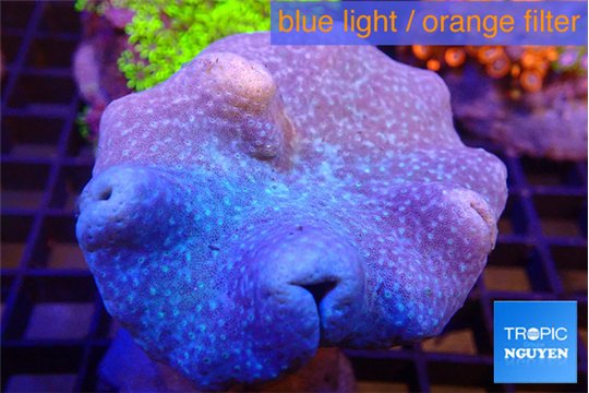 Sarcophyton long polyps 8-14 cm WYSIWYG acclimaté