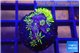 Pachyclavularia neon green 2-3 cm WYSIWYG acclimaté