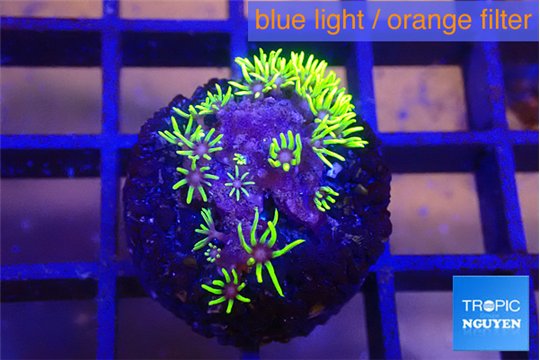 Pachyclavularia neon green 2-3 cm WYSIWYG acclimaté