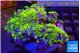 Pachyclavularia neon green 9-14 cm WYSIWYG acclimaté