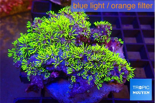 Pachyclavularia neon green 9-14 cm WYSIWYG acclimaté