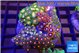 Zoanthus garden 8-12 cm WYSIWYG acclimaté