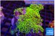 Pachyclavularia neon green 9-14 cm WYSIWYG acclimaté