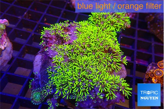 Pachyclavularia neon green 9-14 cm WYSIWYG acclimaté