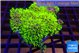 Pachyclavularia neon green 9-14 cm WYSIWYG acclimaté