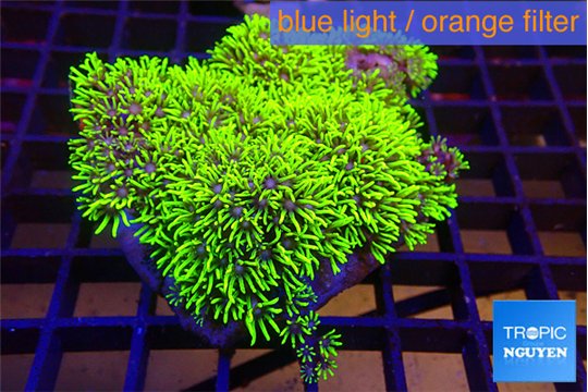 Pachyclavularia neon green 9-14 cm WYSIWYG acclimaté