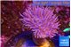 Sarcophyton long polyps 4-7 cm WYSIWYG acclimaté