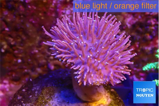 Sarcophyton long polyps 4-7 cm WYSIWYG acclimaté