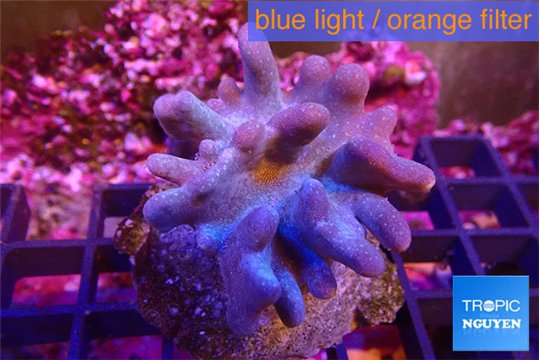 Lobophytum 6-10 cm WYSIWYG acclimaté