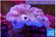 Sarcophyton long polyps 10-16 cm WYSIWYG acclimaté