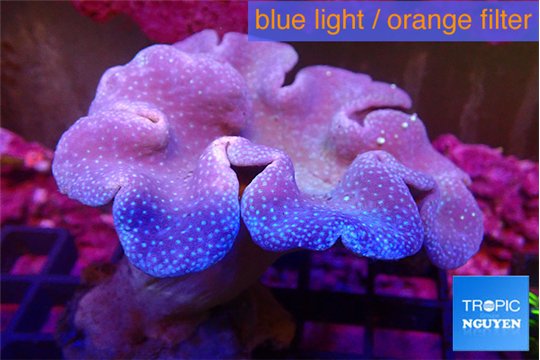 Sarcophyton long polyps 10-16 cm WYSIWYG acclimaté