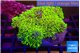 Pachyclavularia neon green 9-14 cm WYSIWYG acclimaté