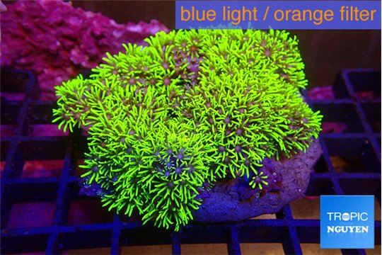 Pachyclavularia neon green 9-14 cm WYSIWYG acclimaté
