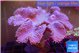 Sarcophyton long polyps 10-16 cm WYSIWYG acclimaté