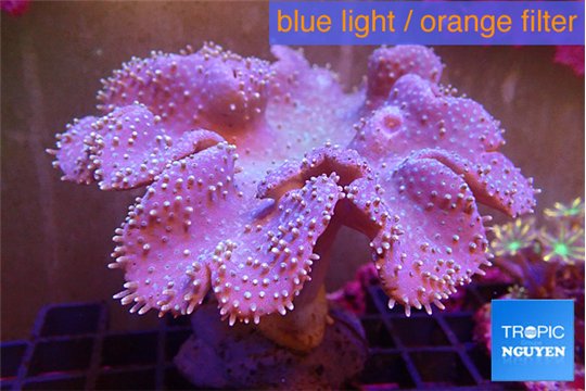 Sarcophyton long polyps 10-16 cm WYSIWYG acclimaté