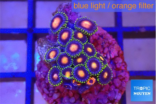 Zoanthus rainbow 2-3 cm WYSIWYG acclimaté