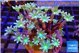 Calvularia papaya fire works 7-12 cm WYSIWYG acclimaté