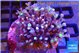 Calvularia papaya fire purple 7-12 cm WYSIWYG acclimaté