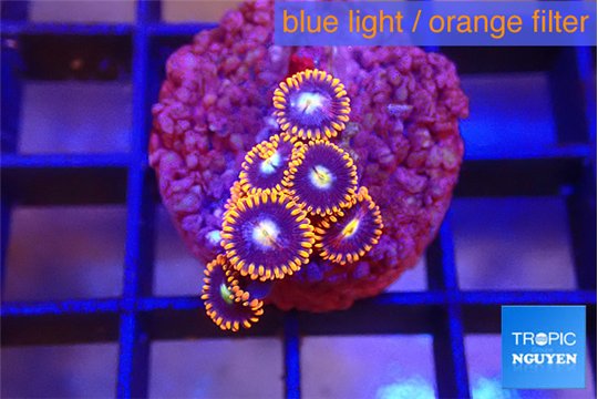 Zoanthus red blue 2 cm WYSIWYG acclimaté