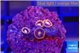 Zoanthus red blue 4 polyps WYSIWYG acclimaté
