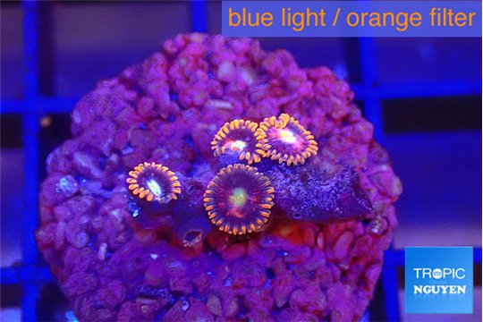 Zoanthus red blue 4 polyps WYSIWYG acclimaté