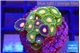 Zoanthus mixed color 2-3 cm WYSIWYG acclimaté