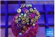 Zoanthu red spot 2-3 cm WYSIWYG acclimaté