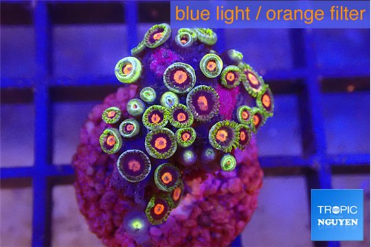 Zoanthu red spot 2-3 cm WYSIWYG acclimaté