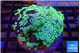 Pachyclavularia pink panther neon green 8-14 cm WYSIWYG acclimaté