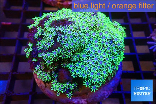Pachyclavularia pink panther neon green 8-14 cm WYSIWYG acclimaté
