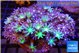 Calvularia papaya fire works & Knopia green spot 8-14 cm WYSIWYG acclimaté