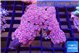 Zoanthus pink zipper 7-10 cm WYSIWYG acclimaté