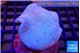 Sarcophyton long polyps 6-10 cm WYSIWYG acclimaté