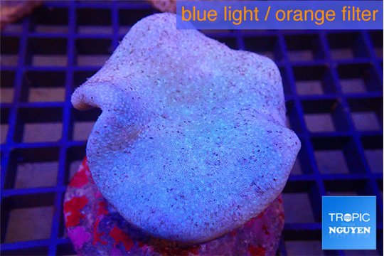 Sarcophyton long polyps 6-10 cm WYSIWYG acclimaté