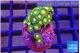 Zoanthus sunset kiwi 3-4 cm WYSIWYG acclimaté