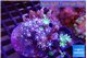 Calvularia papaya fire works & Knopia green spot 7-12 cm WYSIWYG acclimaté