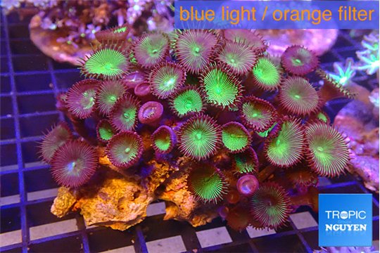 Palythoa neon green 7-12 cm WYSIWYG acclimaté