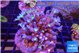 Calvularia papaya fire purple 7-12 cm WYSIWYG acclimaté