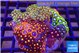 Zoanthus garden premium 7-12 cm WYSIWYG acclimaté